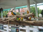 The birds in Baluarte Zoo, displayed for everyone to see; not caged but still otherwise restrained, a reminder of the way we mostly live: under scrutiny, not behind bars but still not completely free, bound by conventions . . .: by faradina, Views[601]