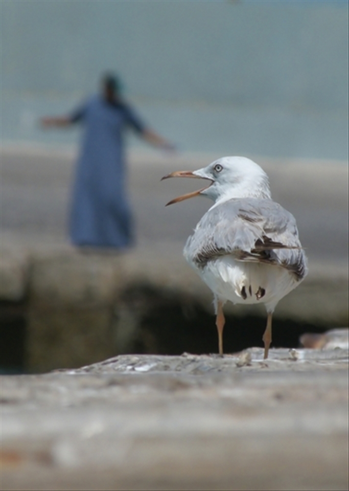  Although, already  I’ve been other arabian countrys, but the traditional arabian feeling was only in Oman so sensible. Everything is incredible, but the country told that attitude between animals and men. Which is even not the best, neverthelles they have several protected  habitats.