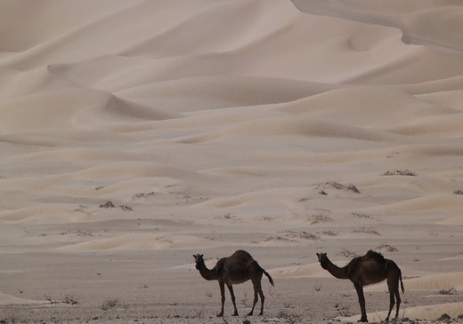Even in the endless desert we found some creatures. These dromedars were found near the border of Saudi Arabia. 