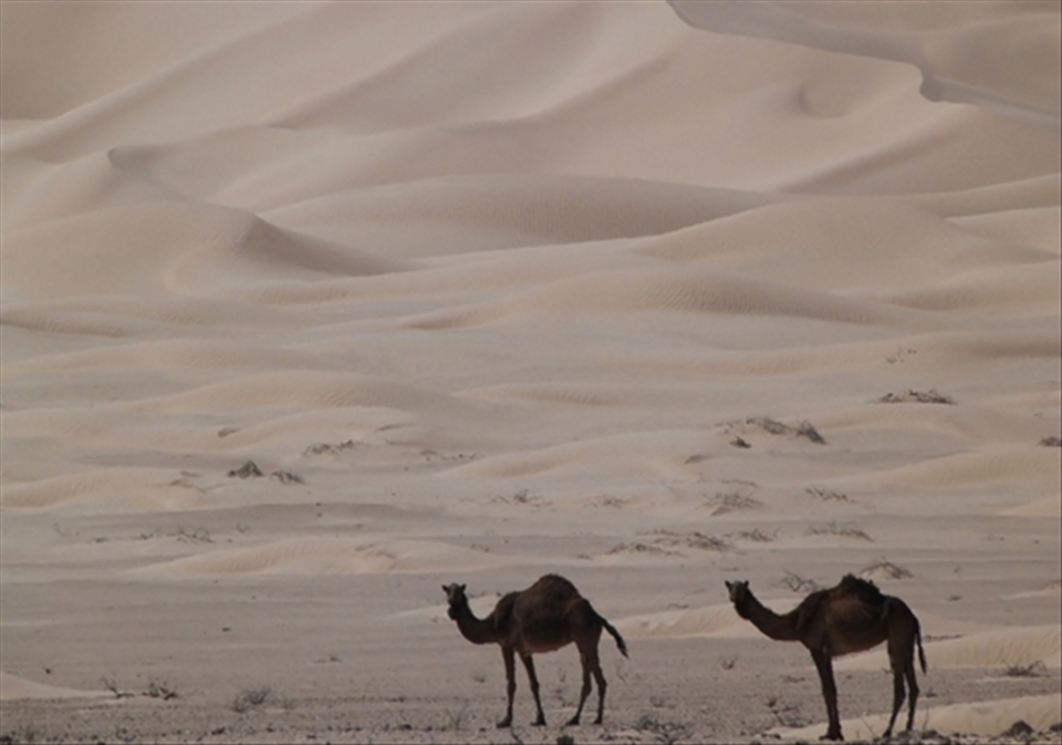 Even in the endless desert we found some creatures. These dromedars were found near the border of Saudi Arabia. 