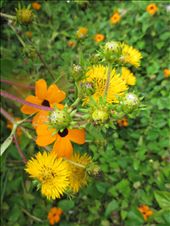 by farfalla, Views[244]