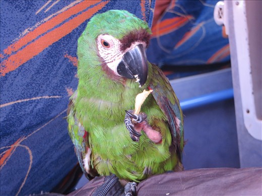 der arme Vogel..wird mit dem Bus aus der Selva nach La Paz geschafft