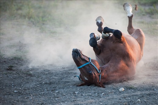 Horses here are in the best possible shape because they are able to play 27/7