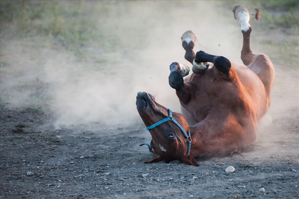 Horses here are in the best possible shape because they are able to play 27/7