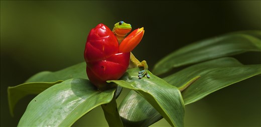 Gold Dust Day Geckos have adapted very well to there non-native environments.