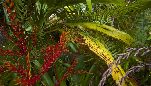 Although native to Madagascar, the reptiles seem at home in the native foliage.