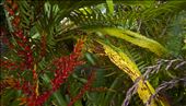 Although native to Madagascar, the reptiles seem at home in the native foliage.: by farnorthphotographer, Views[286]