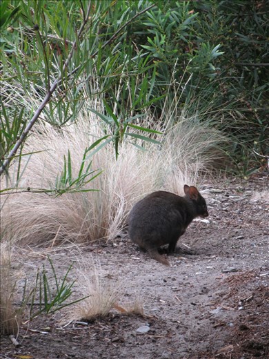 Paddymelon at Worldmark