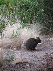 Paddymelon at Worldmark: by fartandbelch, Views[254]