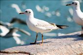 Bird waiting to take flight on the port of Muttrah.: by fatimehnadimi, Views[199]