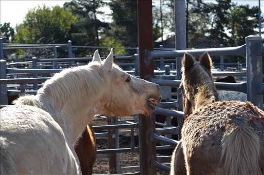 The salesyards can be a stressfull place for those who await their outcome...