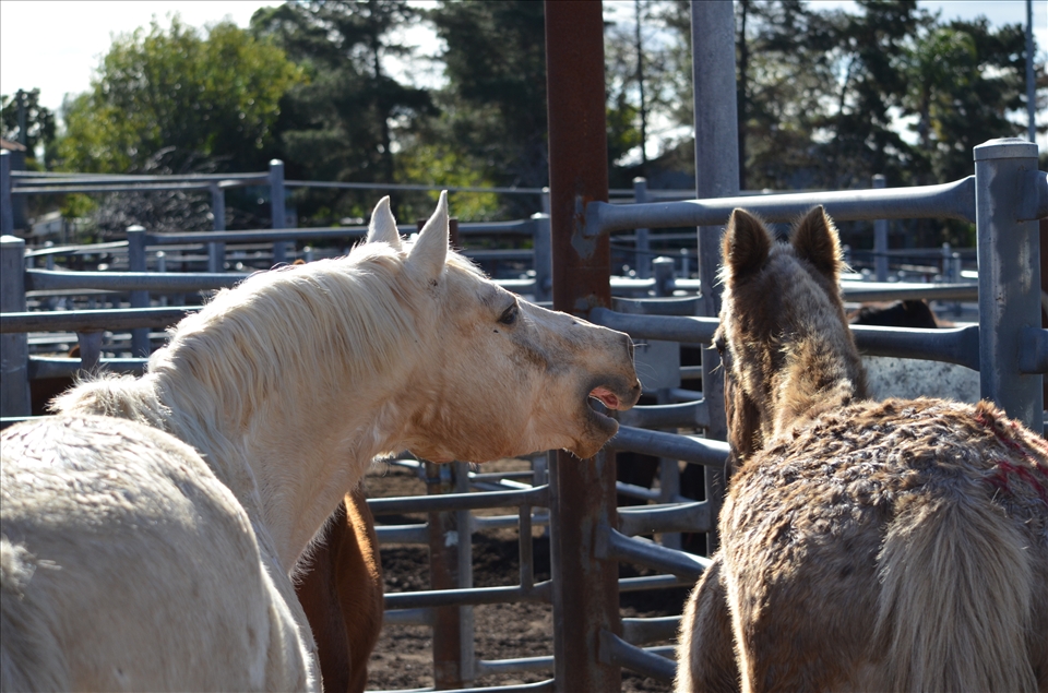 The salesyards can be a stressfull place for those who await their outcome...