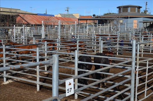 Numbered lots await for either new beginnings or, sadly, premature endings...