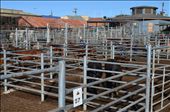 Numbered lots await for either new beginnings or, sadly, premature endings...: by faye, Views[295]