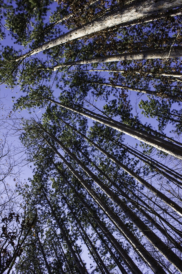 The Trees of Kenneglen Nature Preserve. East Aurora, NY