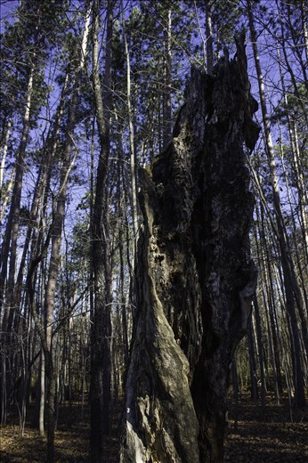 The large split trunk of a tree, possibly split by lightning along the path in Kenneglenn Nature Preserve.