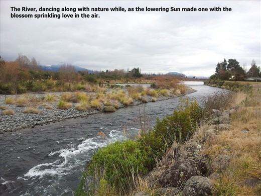 The River, dancing along with nature while, as the lowering Sun made one with the blossom sprinkling love in the air
