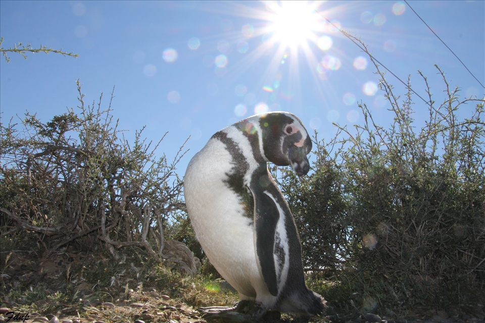 Magellanic Penguin