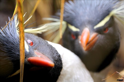 Rock hopper penguins