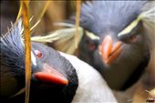 Rock hopper penguins: by felixdnp, Views[203]
