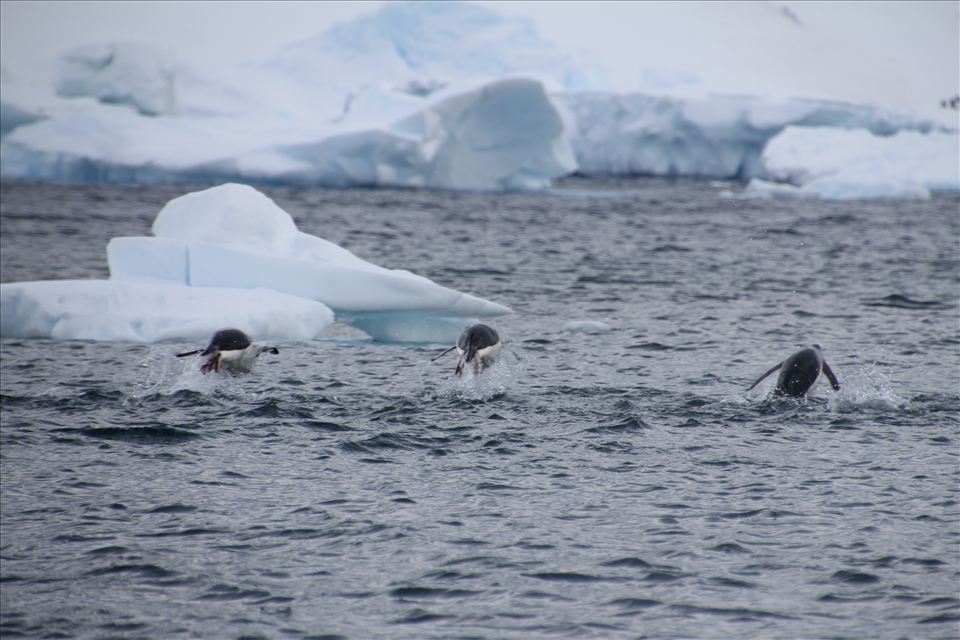 Porpoising Gentoo penguins