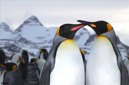 King Penguins