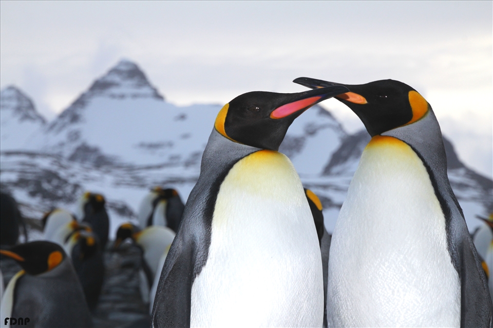 King Penguins