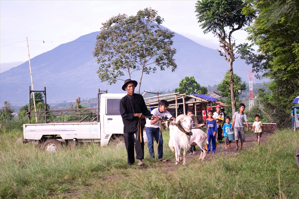 People bring their competing rams from padepokans (communities of rams owners) all accross Garut.
Garut is a town in the West Java province of Indonesia. 
There are so many supporters come to cheer on their favourite fighting rams.