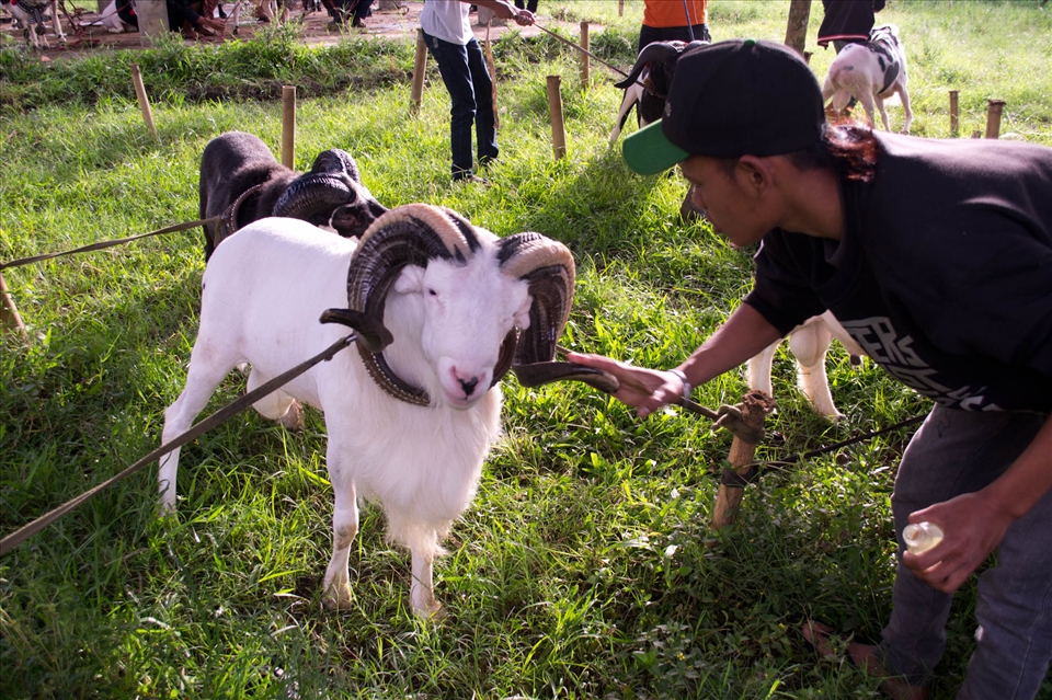 Rams are allowed to start fighting at about two years of age and continue up until four to five years old. They have a special diet which, in addition to commonly fed grass and concentrates, may also contain eggs and honey. In this picture, a man applies coconut oil to the ram's horns. The purpose of this exercise is to make the ram's horns look shiny. The finished article is a very fine looking but powerful ram that's ready for battle.