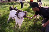Rams are allowed to start fighting at about two years of age and continue up until four to five years old. They have a special diet which, in addition to commonly fed grass and concentrates, may also contain eggs and honey. In this picture, a man applies coconut oil to the ram's horns. The purpose of this exercise is to make the ram's horns look shiny. The finished article is a very fine looking but powerful ram that's ready for battle.: by fentravelphotography, Views[1270]