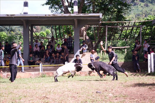 In this picture, two strong male rams with big, long and strong horns are made to fight against each other in the center of arena, usually in a field. Like a boxing match, the arena is also equipped  by referees and coaches to control  the competition. So, don't worry, the referees will make sure that the rams to not harm. He may stop the competition, when he saw one of the rams had been injured. Each game consist of two rounds and in every round isn't more than ten collision of the head. The competition is based on the weight of the sheep. So, which will be the winner of this competition?
(note : the meaning of this culture is not to harm the sheep, because in every fight, there is limitation time that keep the sheep unharmed.  And it's base of the horns that take most impact, but the sheeps remain unharmed )