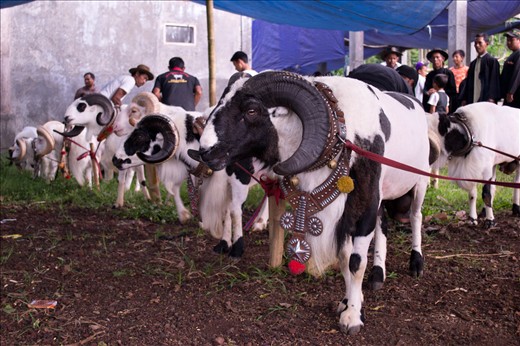 The Garut rams have long circular horns. This type of rams likes to bang its heads against the wall, trees or  heads of other rams. These sheep are also the strongest race in Indonesia.  Here in this picture, the rams are waiting for the competition to begin.