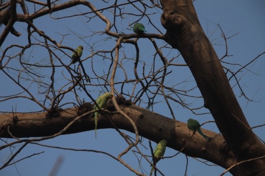Natureza ao redor do Taj Mahal