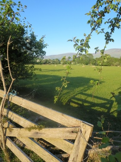 Just another gorgeous scene along my walk to the lake