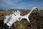 “The bones do not symbolize death to me, they are shapes that I enjoy. They please me.  And I have enjoyed them very much in relation to the sky.” - Georgia O’Keeffe. I was hoping to see the rivers of caribou that Farley Mowat describes in his book, People of the Deer. I saw mostly their sun-bleached bones and trails upon the land. Hope Bay, Nunavut.: by fieldgirl, Views[1302]