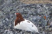 This is the first ptarmigan I ever met. He very patiently let me take his portrait. Hope Bay, Nunavut.: by fieldgirl, Views[746]