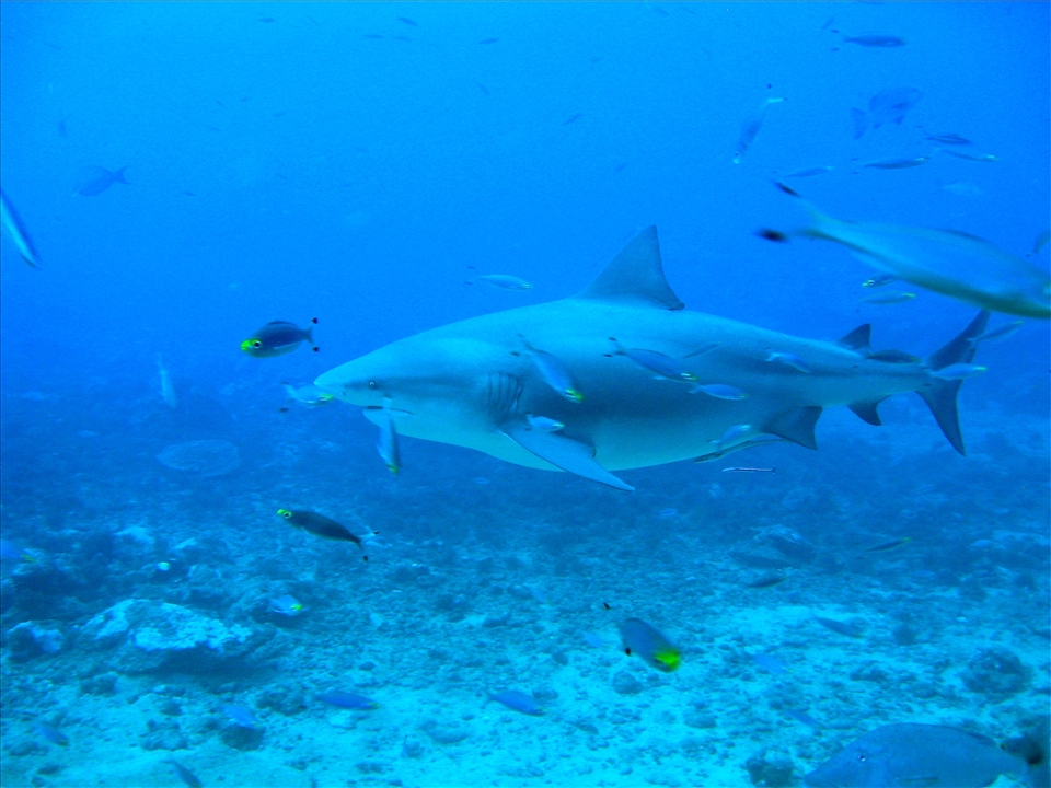 Face to face with a feeding bull shark, the power of nature.
