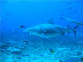 Face to face with a feeding bull shark, the power of nature.: by fijiadventure, Views[777]