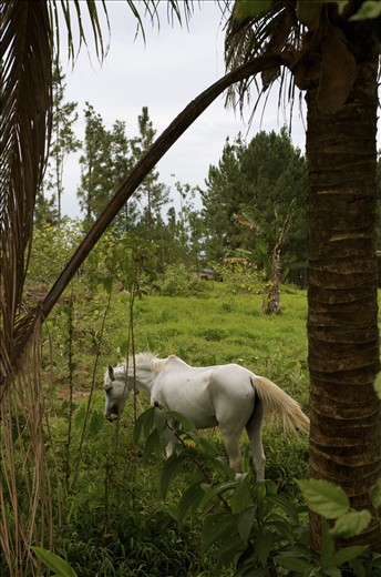 View from a roadside, the surreal sighting of a white horse in the jungle.