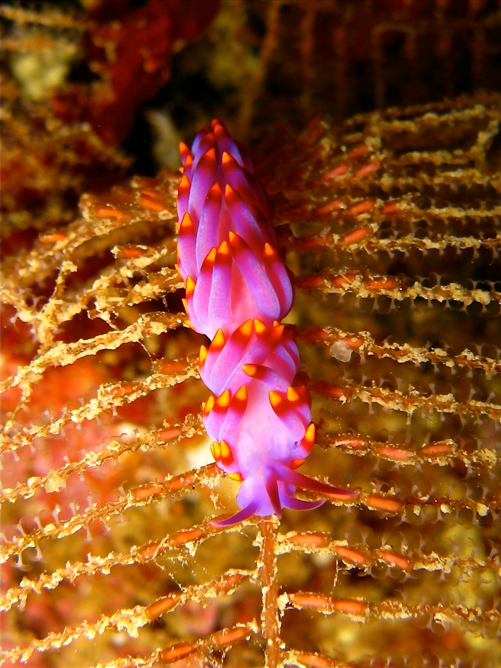 Colorful nudibranch (sea slug) underwater, the true beauty of nature.