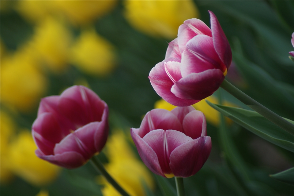 The work spring, embraces natures colour and beauty