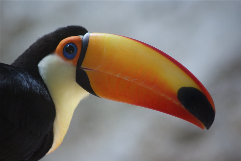 The beautiful yet natural colours of a Toucan!