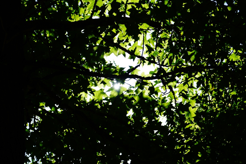 The sun fights to break through the leaves as the undergrowth fights against it