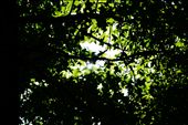 The sun fights to break through the leaves as the undergrowth fights against it: by filmentry, Views[213]