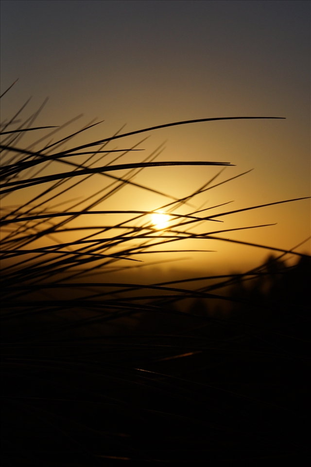 The grass trees thing branches sharply cut across centre light