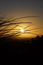 The grass trees thing branches sharply cut across centre light: by filmentry, Views[219]
