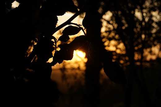 The dying sun strikes the leaves black with only a outline of life
