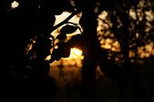 The dying sun strikes the leaves black with only a outline of life: by filmentry, Views[255]