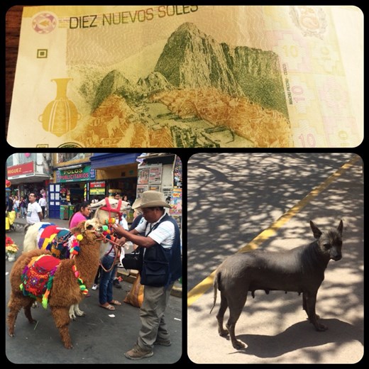 Typical Peruvian hairless dog
Machu Picchu on the 10 soles bill 
