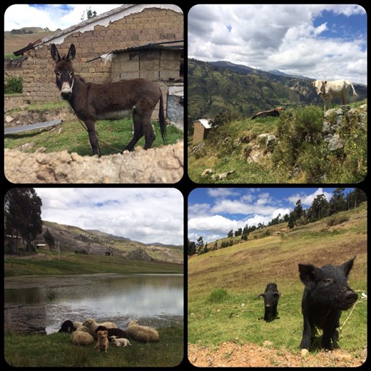 A few friends we made on the way down from Laguna Wilcacocha. The pigs were by far the friendliest! But also the smelliest and the noisiest. 